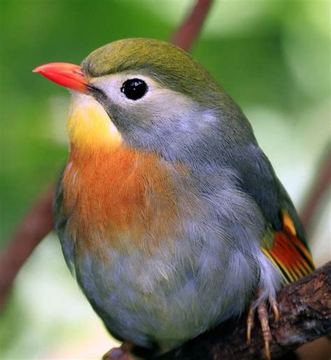 are nightingales found in china